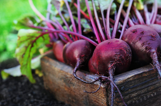 A Review of Beetroot Supplements